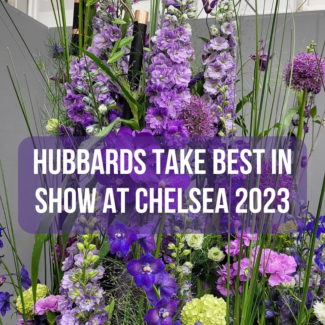 Gold and Best in Show announced for Chelsea '23